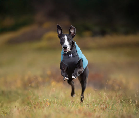 Whippet wearing dog fleece pullover