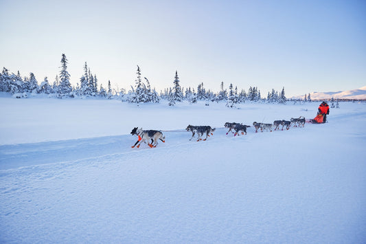 How to dress like a dog musher