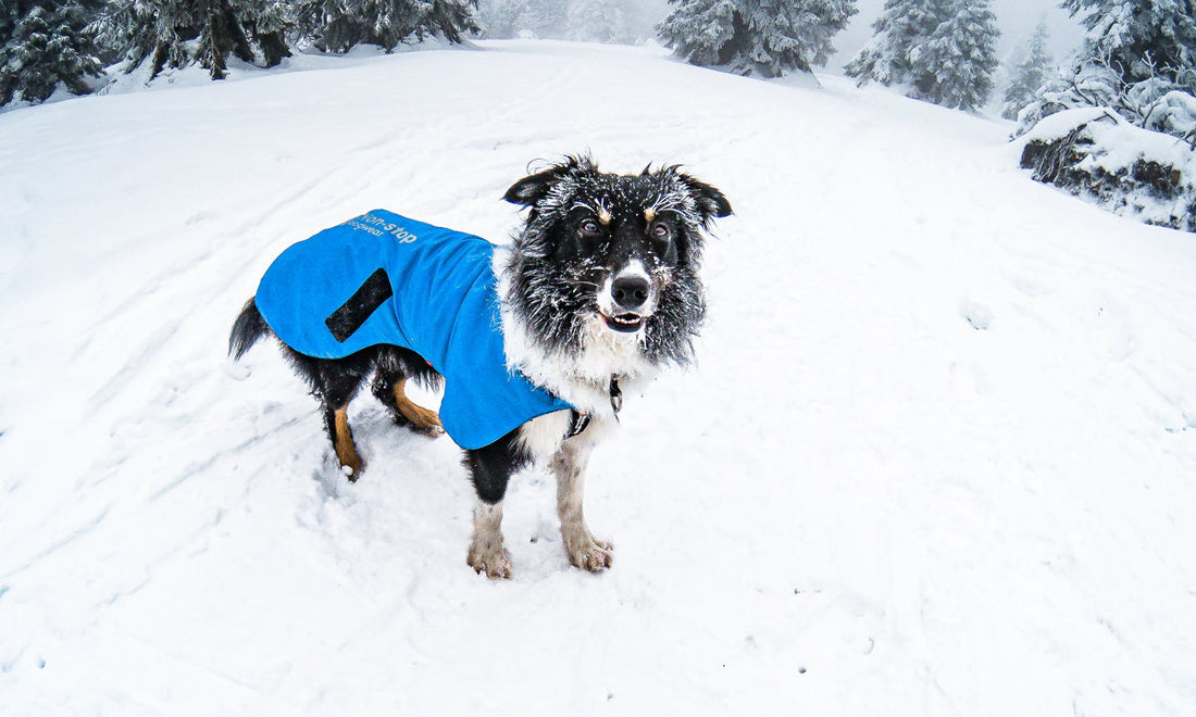 How to take care of dogs in cold weather