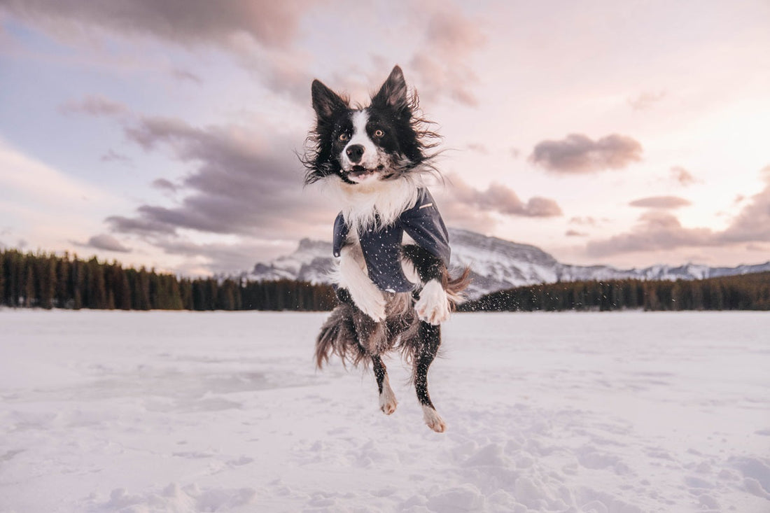 Guide to choosing the best warm dog jacket for cold weather