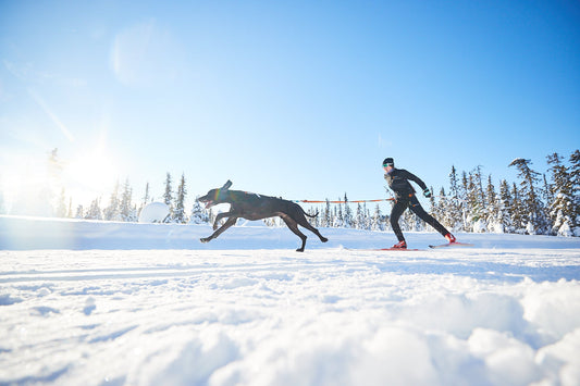 Harness and gear for skiing with dogs