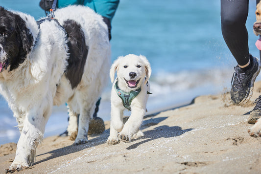 Puppy health checklist for a long, healthy and active life