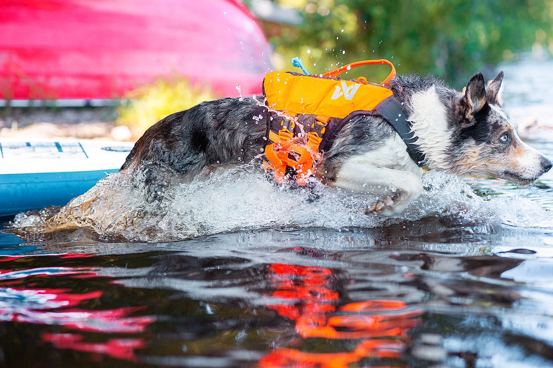 Paws on paddles - Week 5