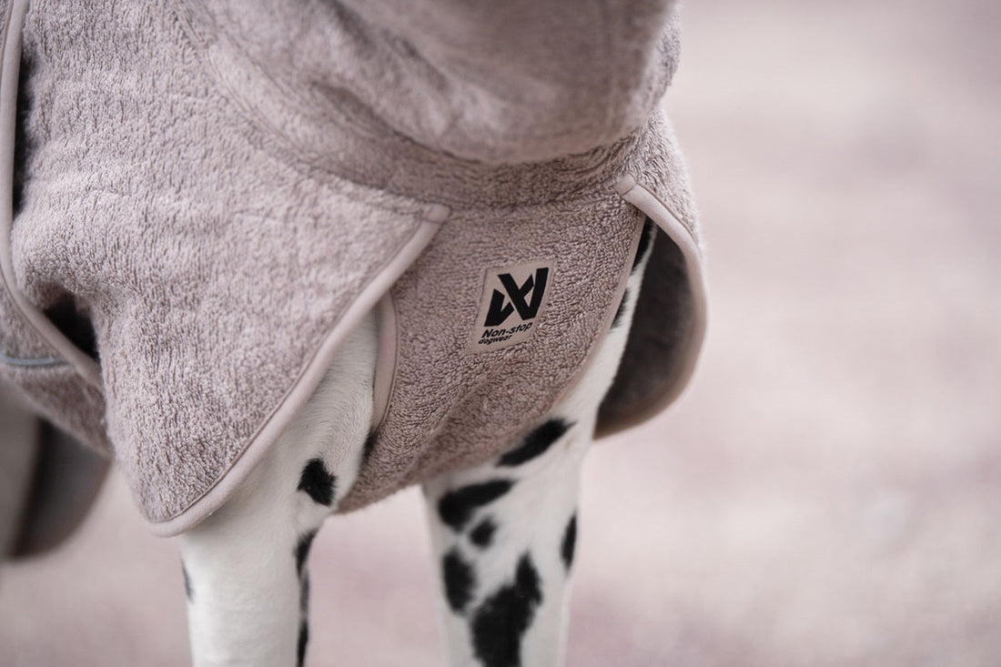 Dalmatian wearing a dog drying coat