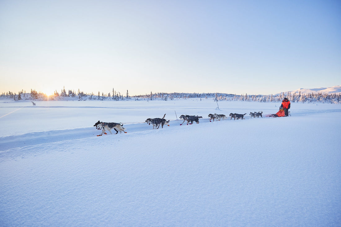 Gifts for dog mushers