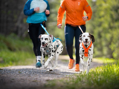 Gifts for running with dogs