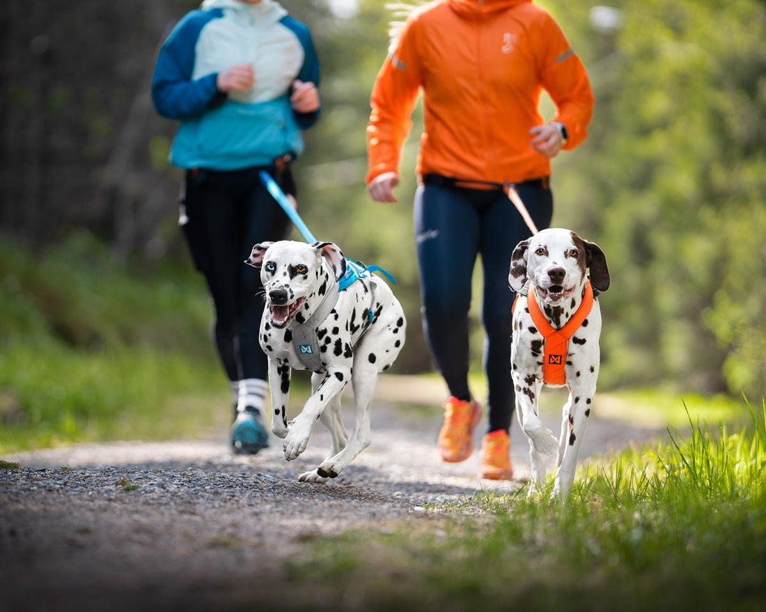 Gifts for running with dogs