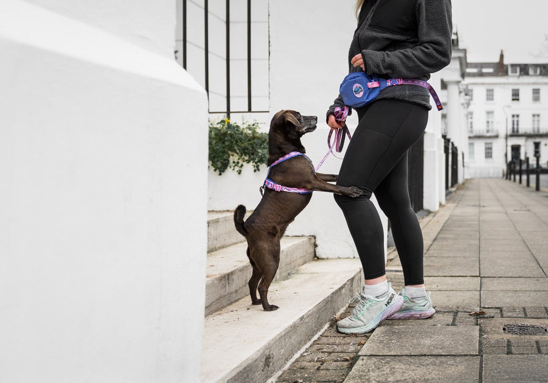 Gifts for daily life with dogs