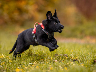 Gifts for puppy owners