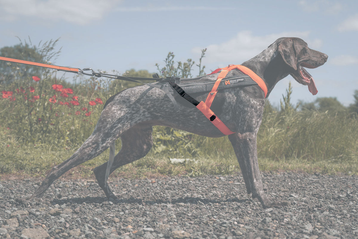 Dog Accessories