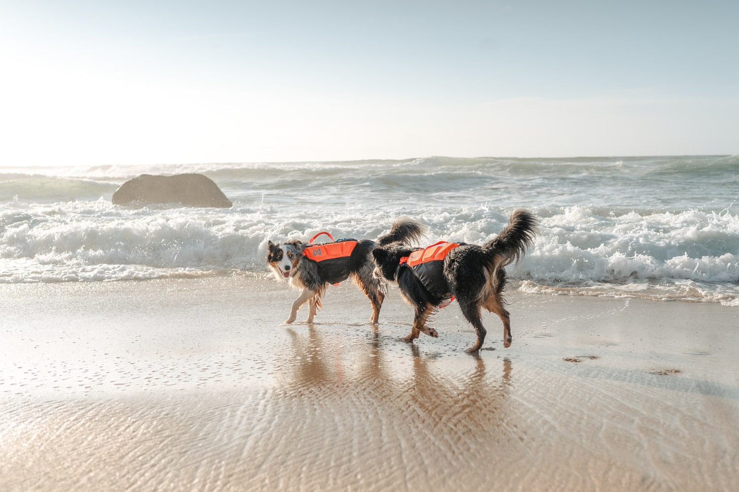 Dog life jackets