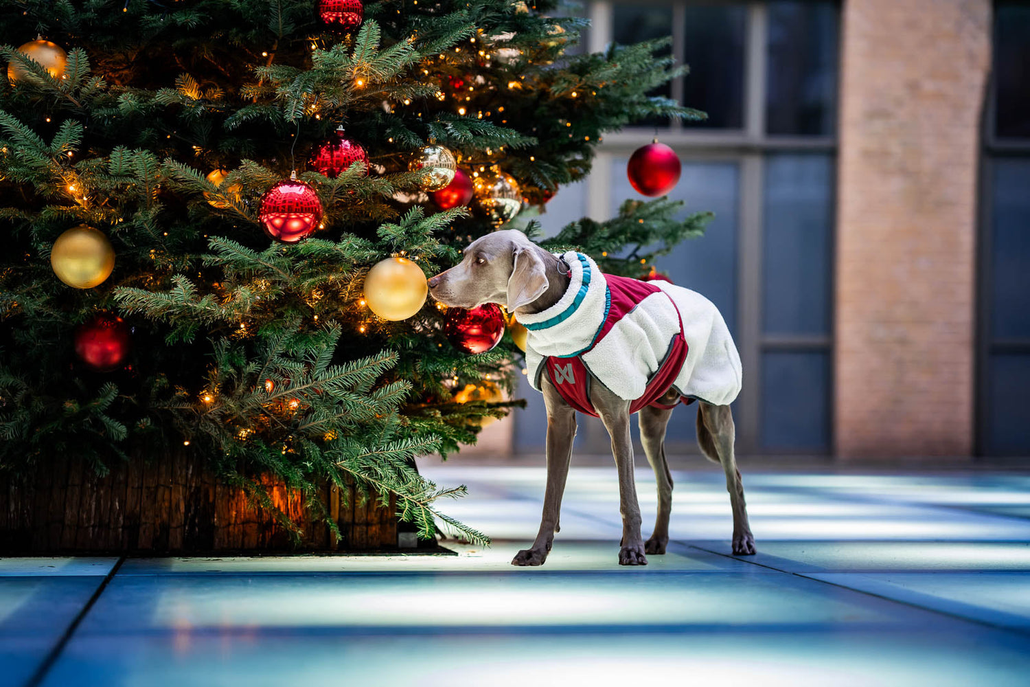 Christmas gifts for dogs & dog owners