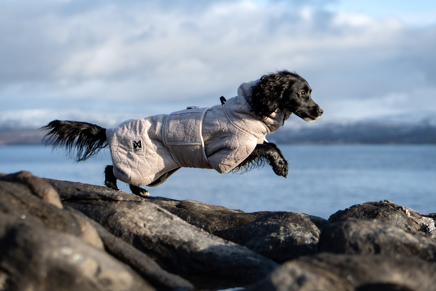 Dog jackets
