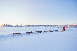 Gifts for dog mushers