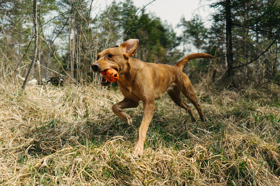 Dog throw toy (2)