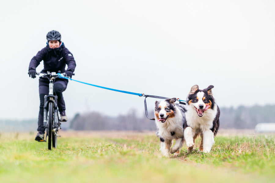 Bungee leash (11)