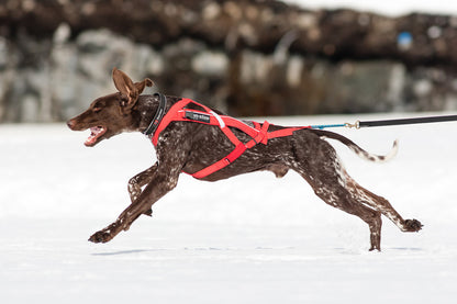 Combined harness (1)