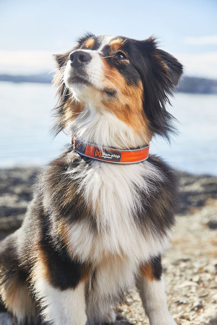 Cruise collar (4)