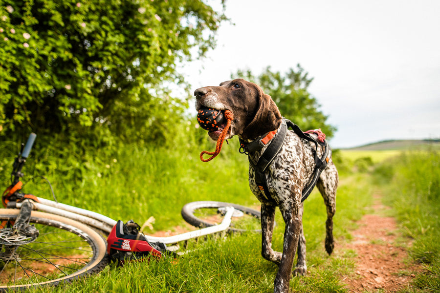 Dog ball on rope (2)