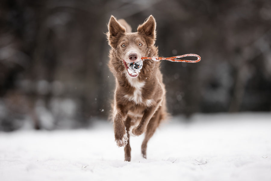 Dog ball on rope (5)