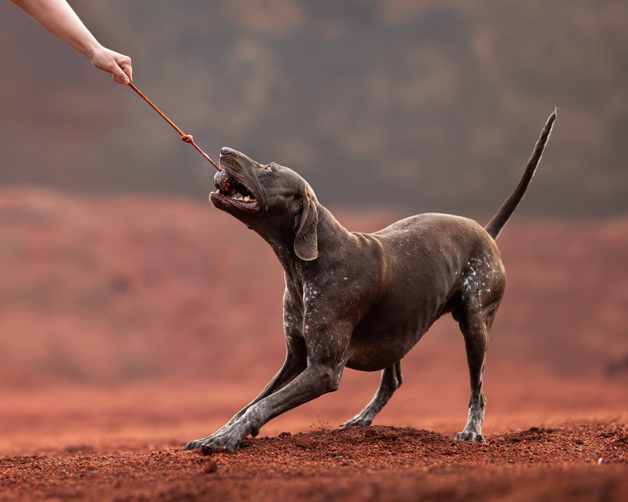 Dog ball on rope (6)