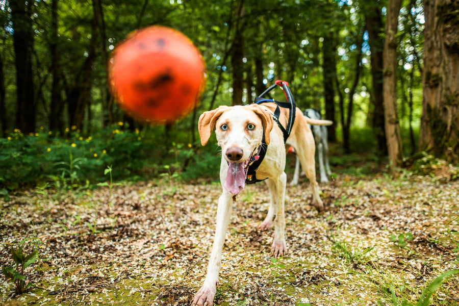 Dog ball (2)