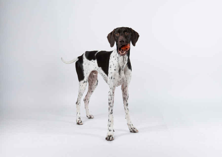 Dog ball (3)