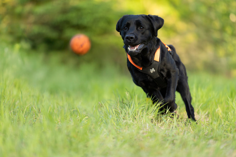 Dog ball (4)