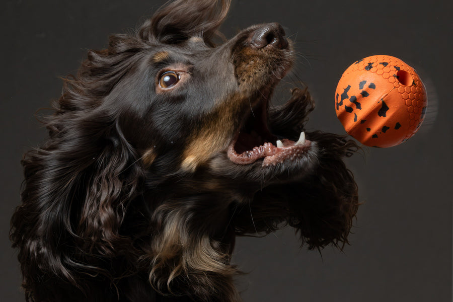 Dog ball (7)