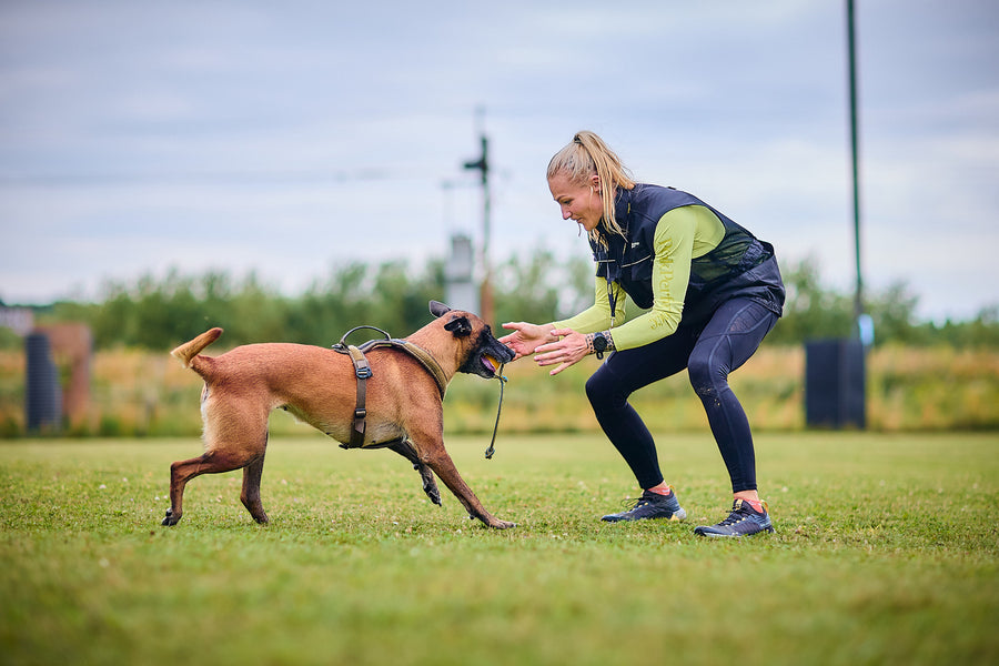 Dog training vest (4)