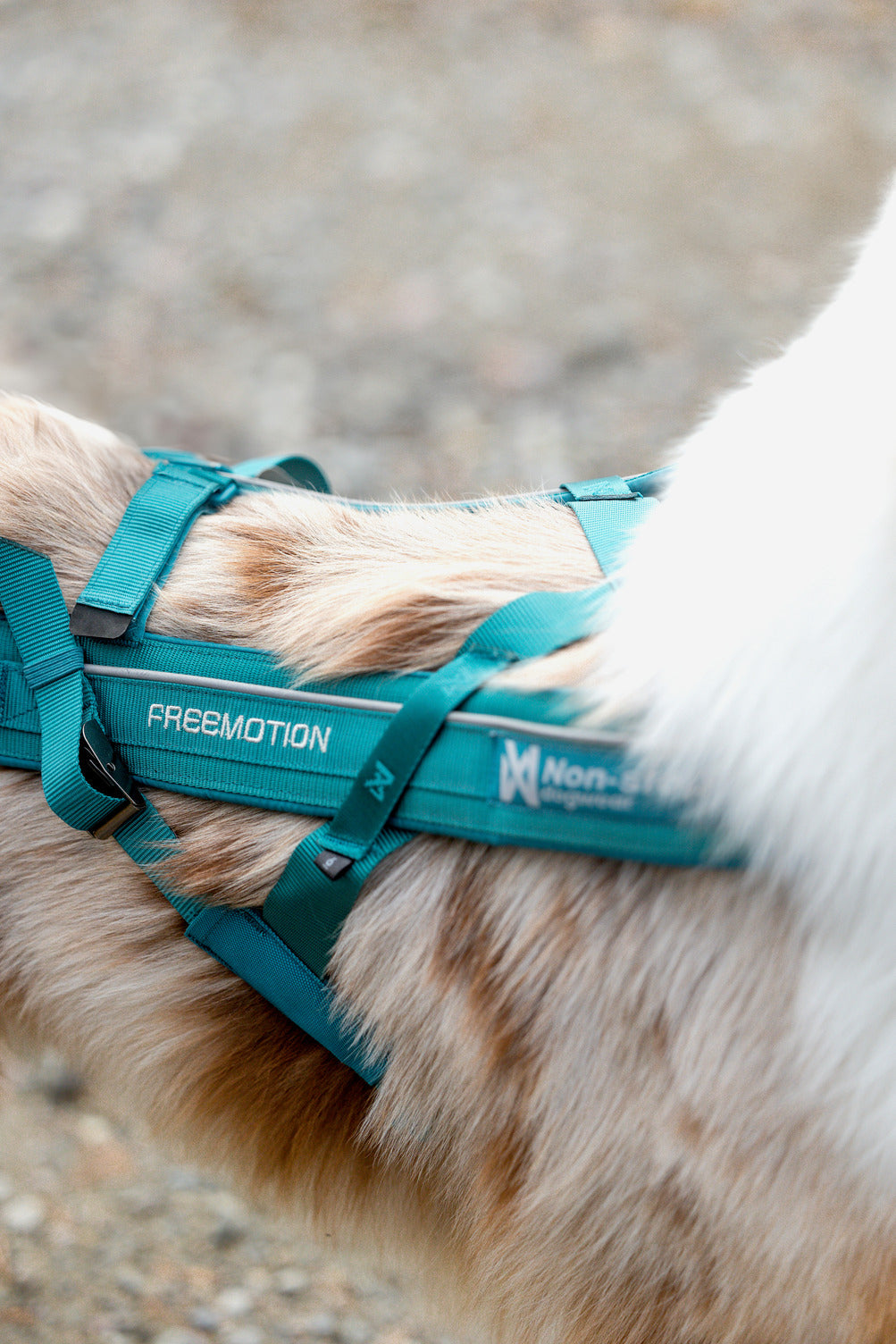 Freemotion harness 5.0 (21)