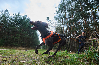 Freemotion harness 5.0 (7)
