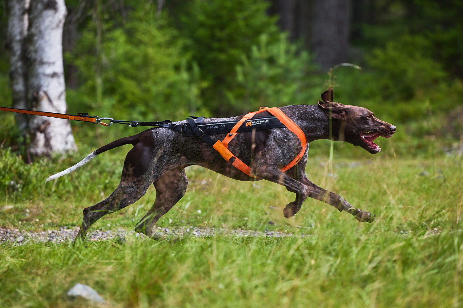 Freemotion harness 5.0 (10)