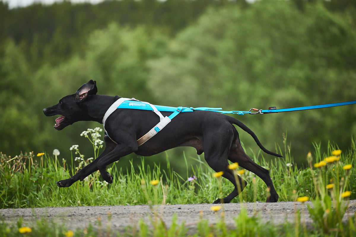 Freemotion harness 5.0 (11)