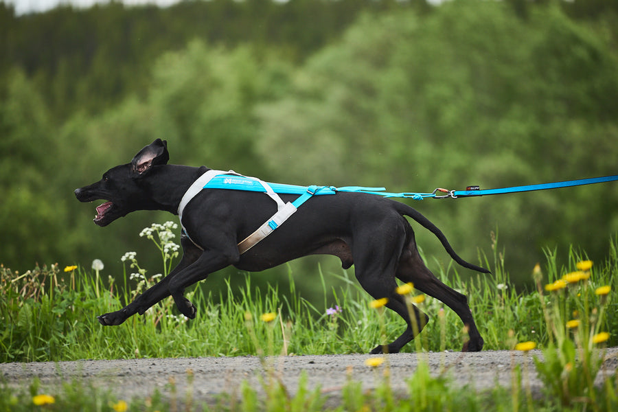 Freemotion harness 5.0 (11)