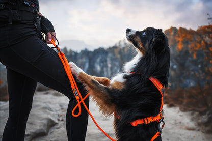 Line harness 5.0 (1)