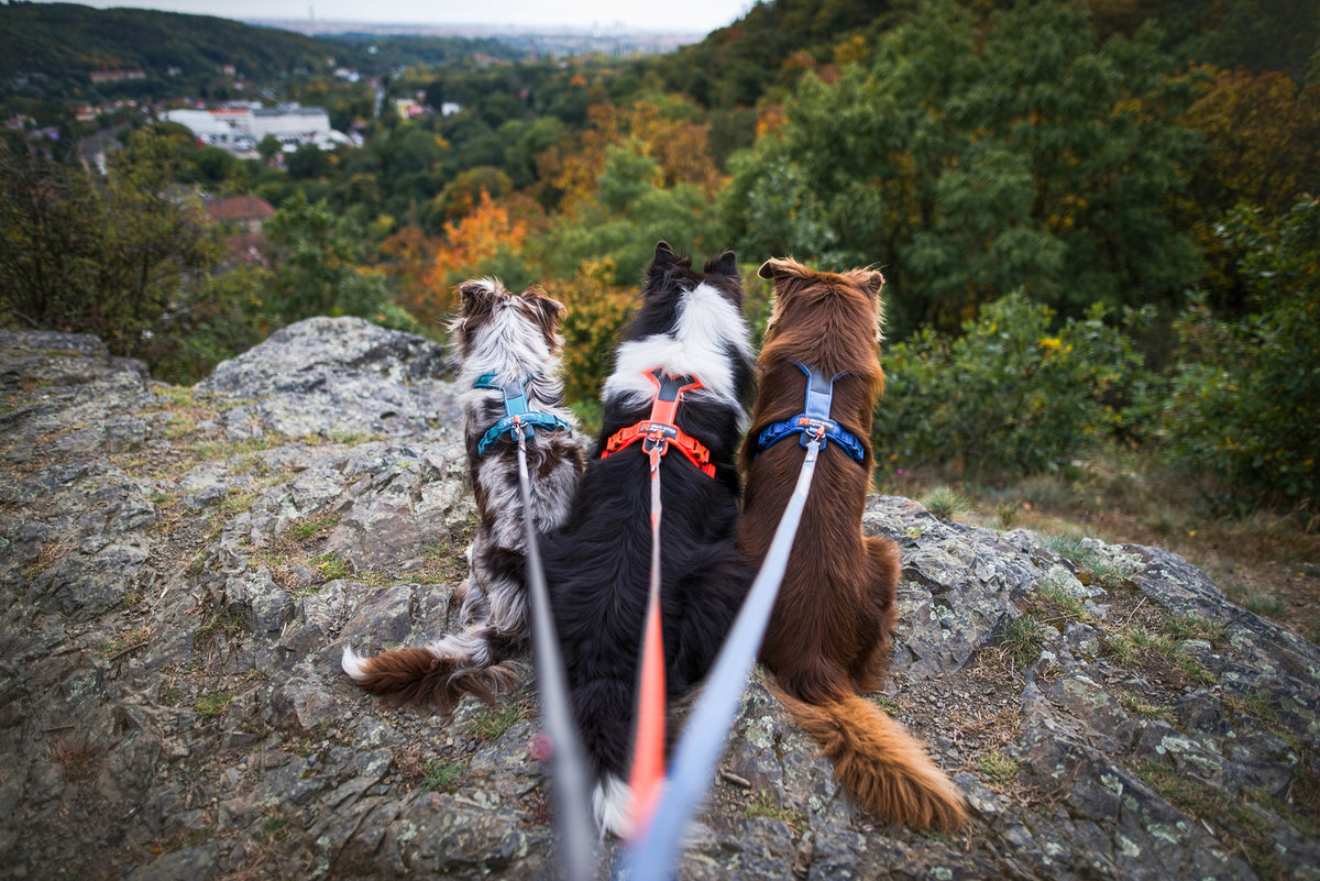 Line harness 5.0 (24)