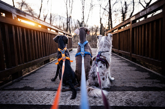 Move leash (1)