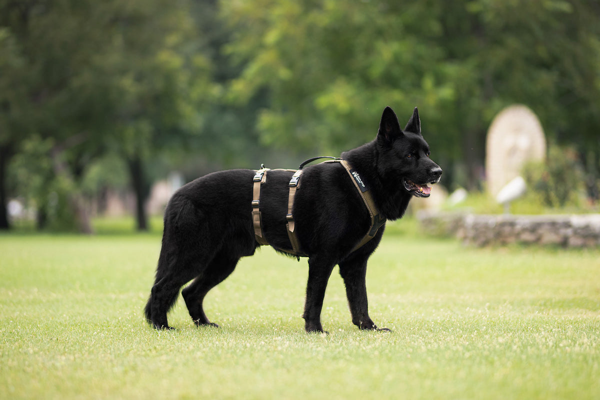 Line harness long WD (4)