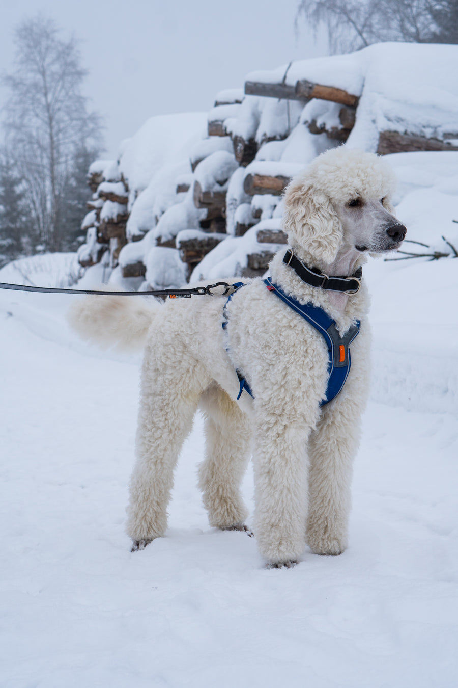 Line harness (11)