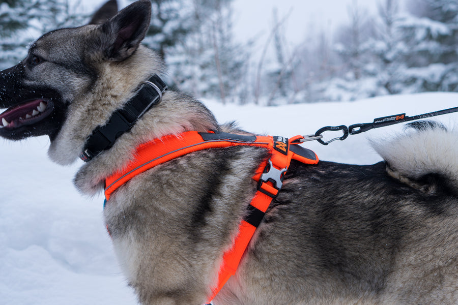 Line harness (8)