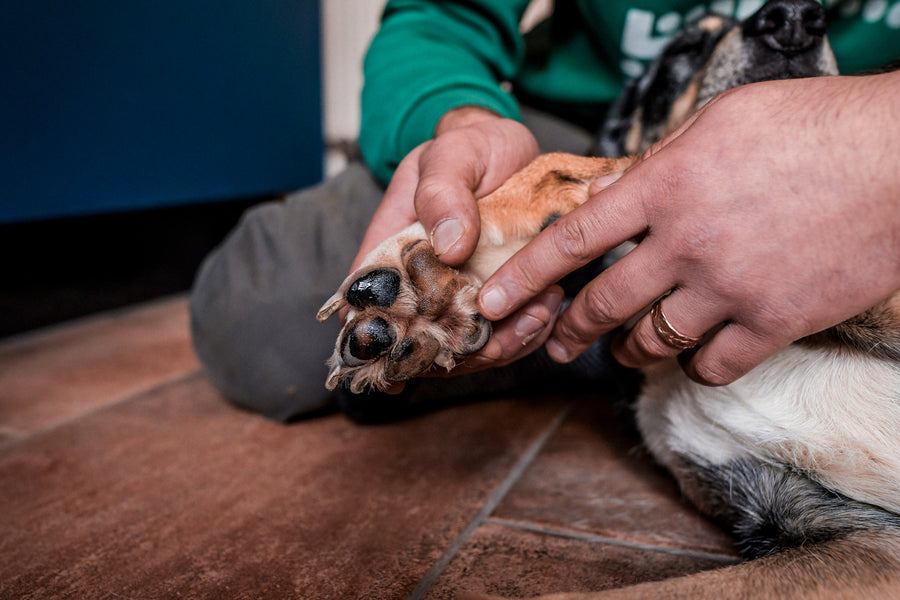 Paw care (5)