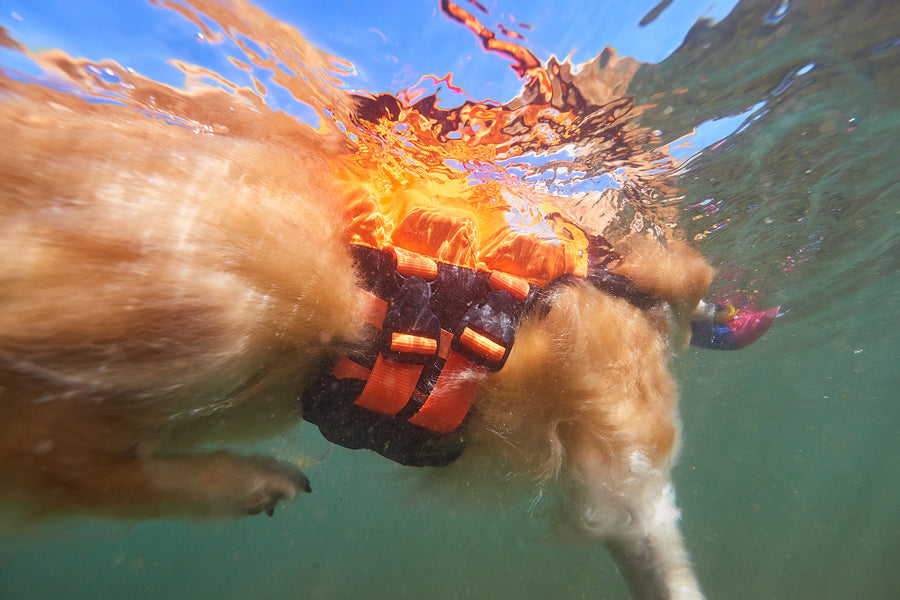 Protector life jacket (5)