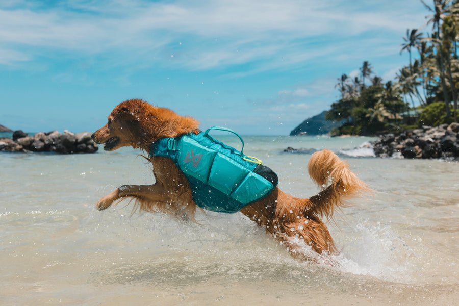 Protector life jacket (20)