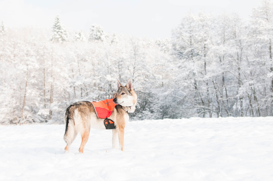 Protector vest (8)