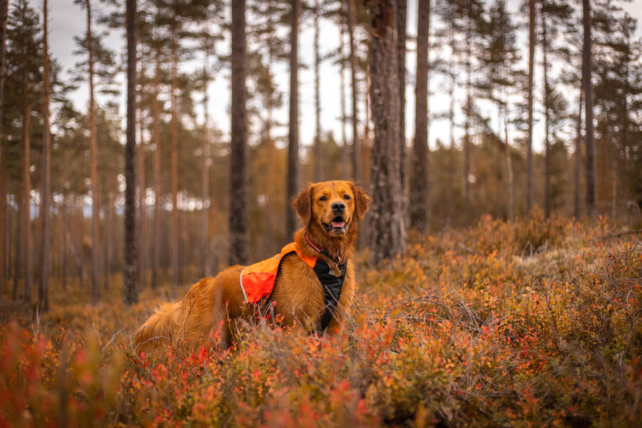 Protector vest (7)