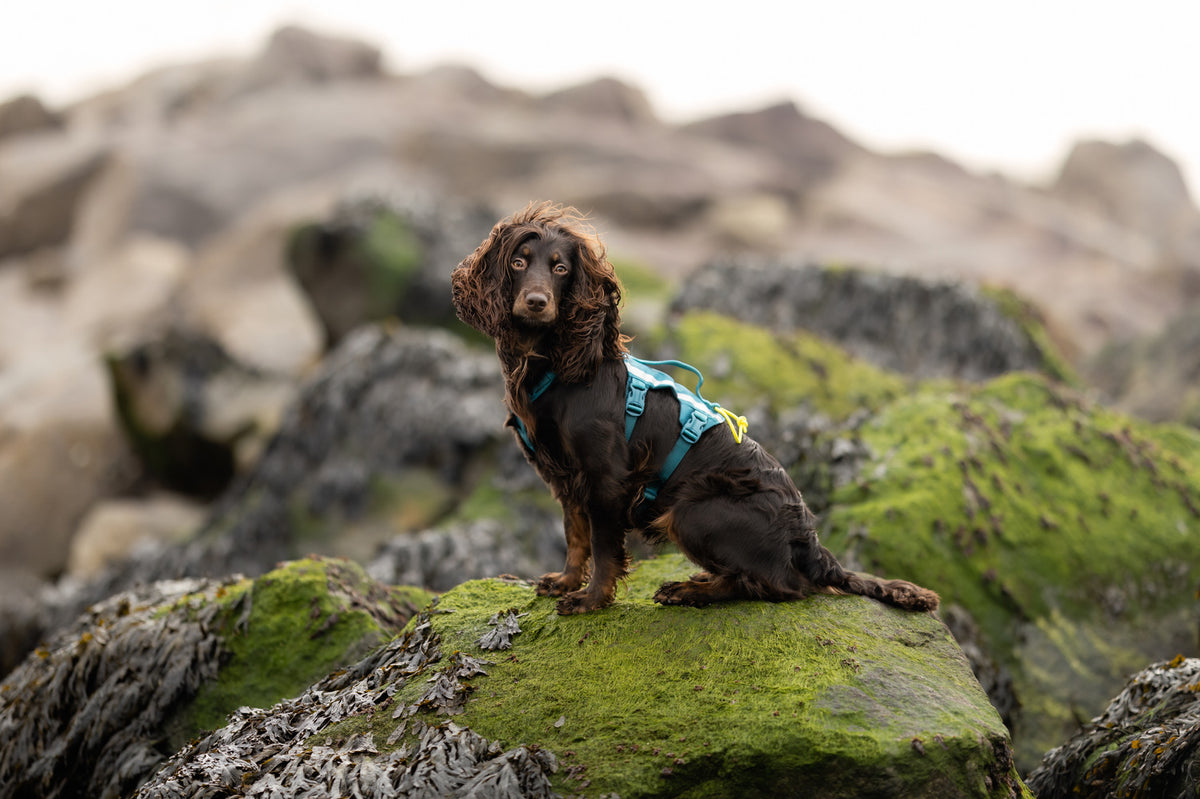 Ramble harness long (5)