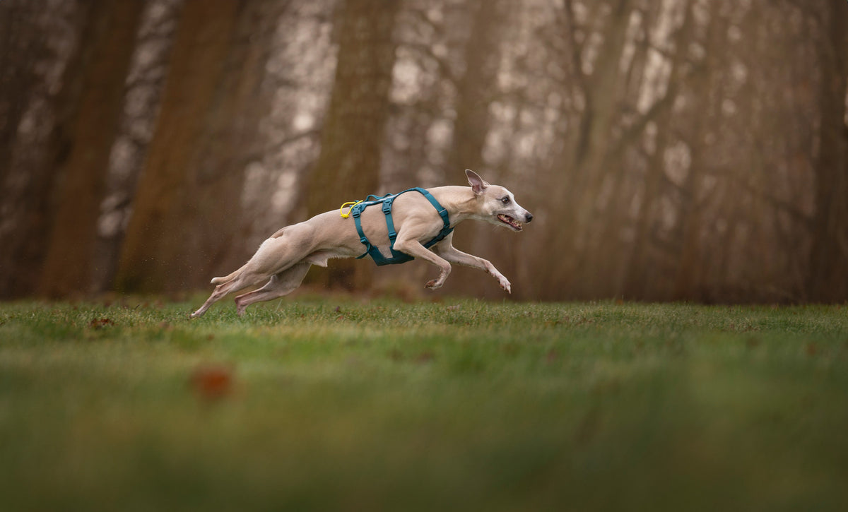 Ramble harness long (1)