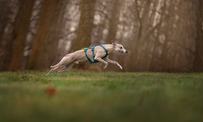 Ramble harness long (1)