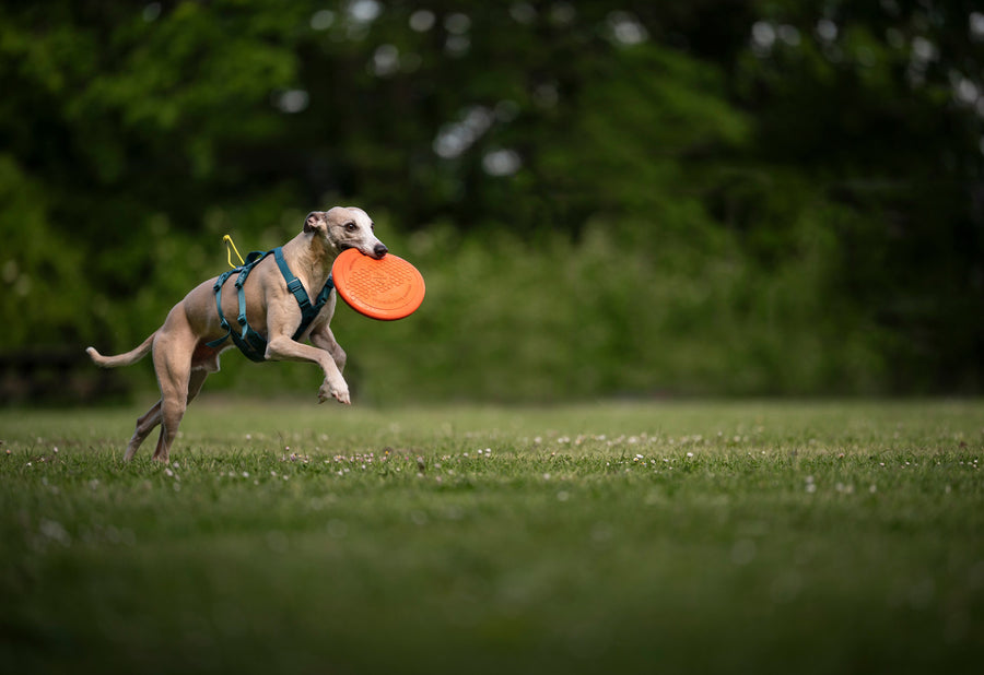 Dog flying disc (5)